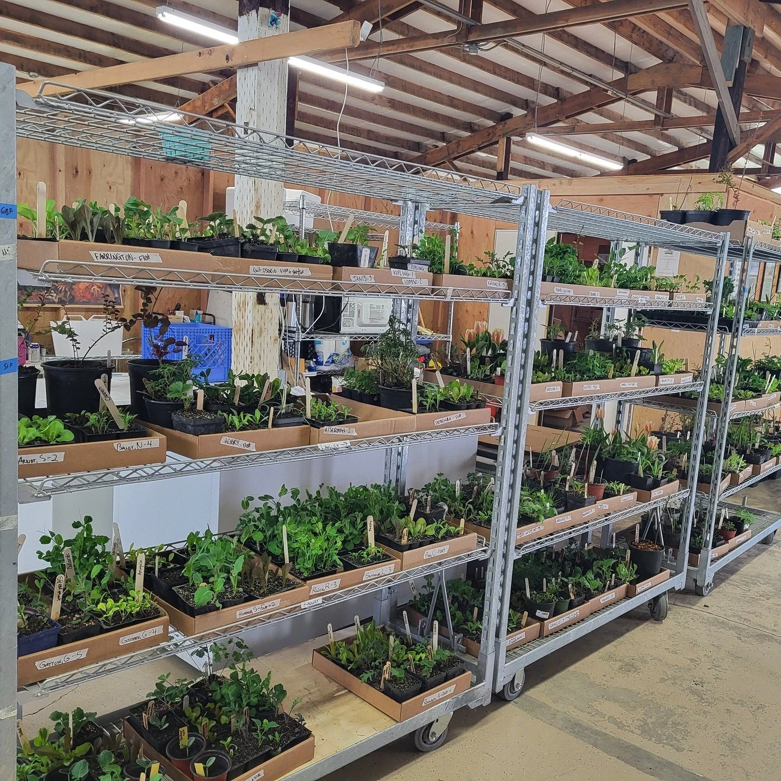 Locally grown cool weather plant starts are thriving and ready to be picked up today at your choice of Food Hub locations across Whidbey. 

Give your garden the best possible start with plant starts that are acclimated to our unique island environmen