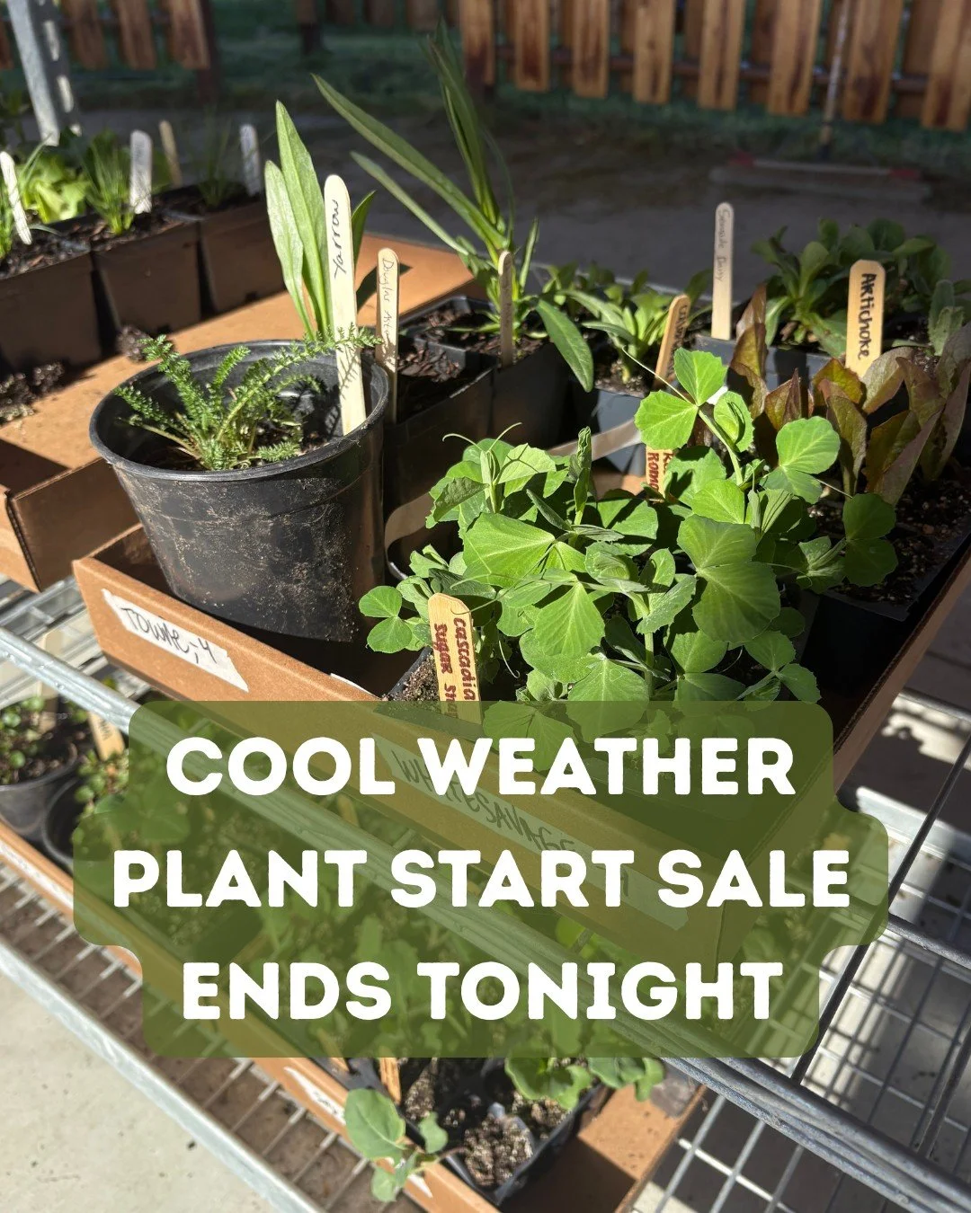 Did spring sneak up on you before you had a chance to start your seeds? 🌱
The Food Hub has you covered.

Skip the guesswork and start your garden strong with locally grown seed starts&mdash;already acclimated to life on Whidbey.

Why shop local star