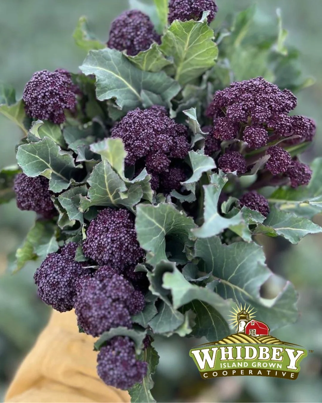Spring is starting to show up on our plates 💜🌱

Purple sprouting broccoli is here&mdash;and it&rsquo;s one of the first fresh crops of the season to arrive across the island. After a winter of hearty storage crops like squash and potatoes, this fee