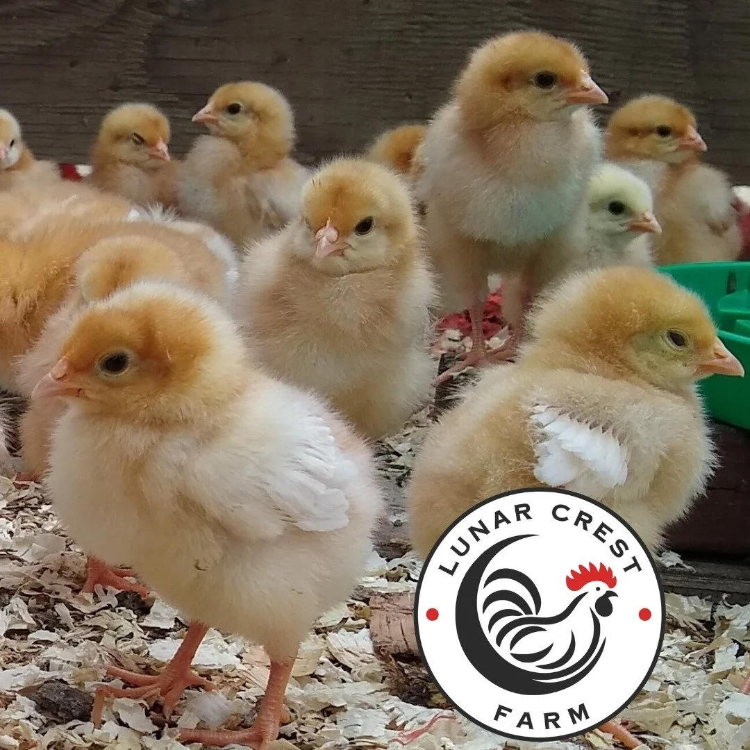 Meet the producers: Lunar Crest Farm! 🐓🌿

After attending the Organic Farm School, Maria Converse started Lunar Crest using space on their farm in Clinton. There, she learned good pasture management, healthy, humane animal raising, and the value of