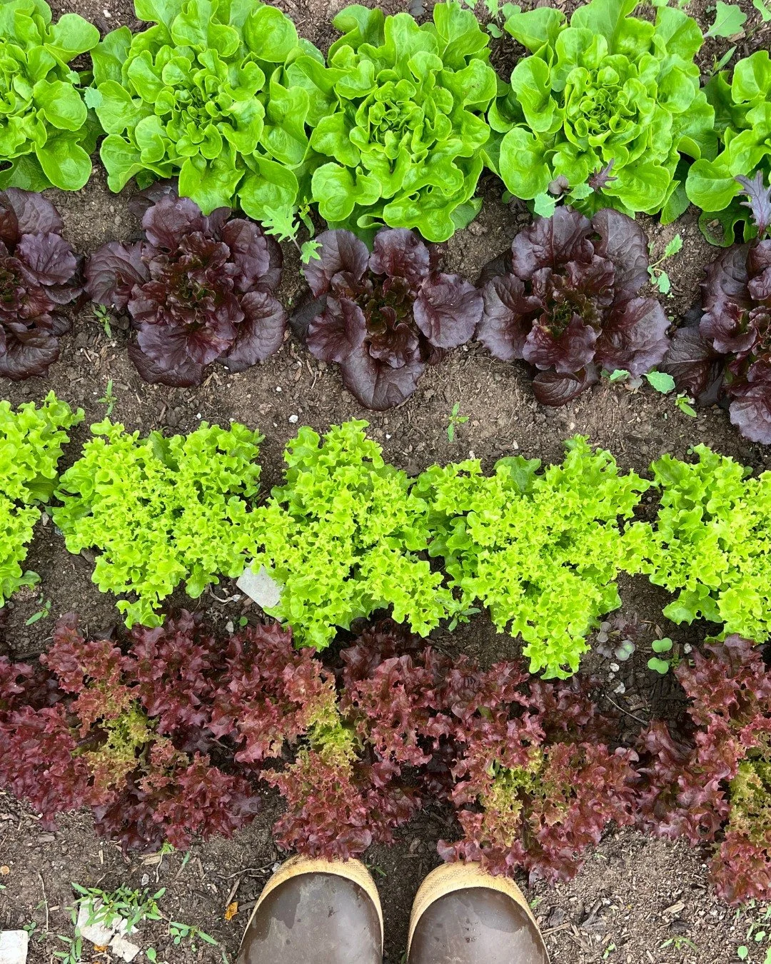 Order your farm-fresh spring greens today!

Spring has finally arrived in the Whidbey fields, and with it comes one of the best flavors of the season: fresh local greens. Salad mixes, mustard green mixes, vibrant arugula, a spicy mix and other just-p