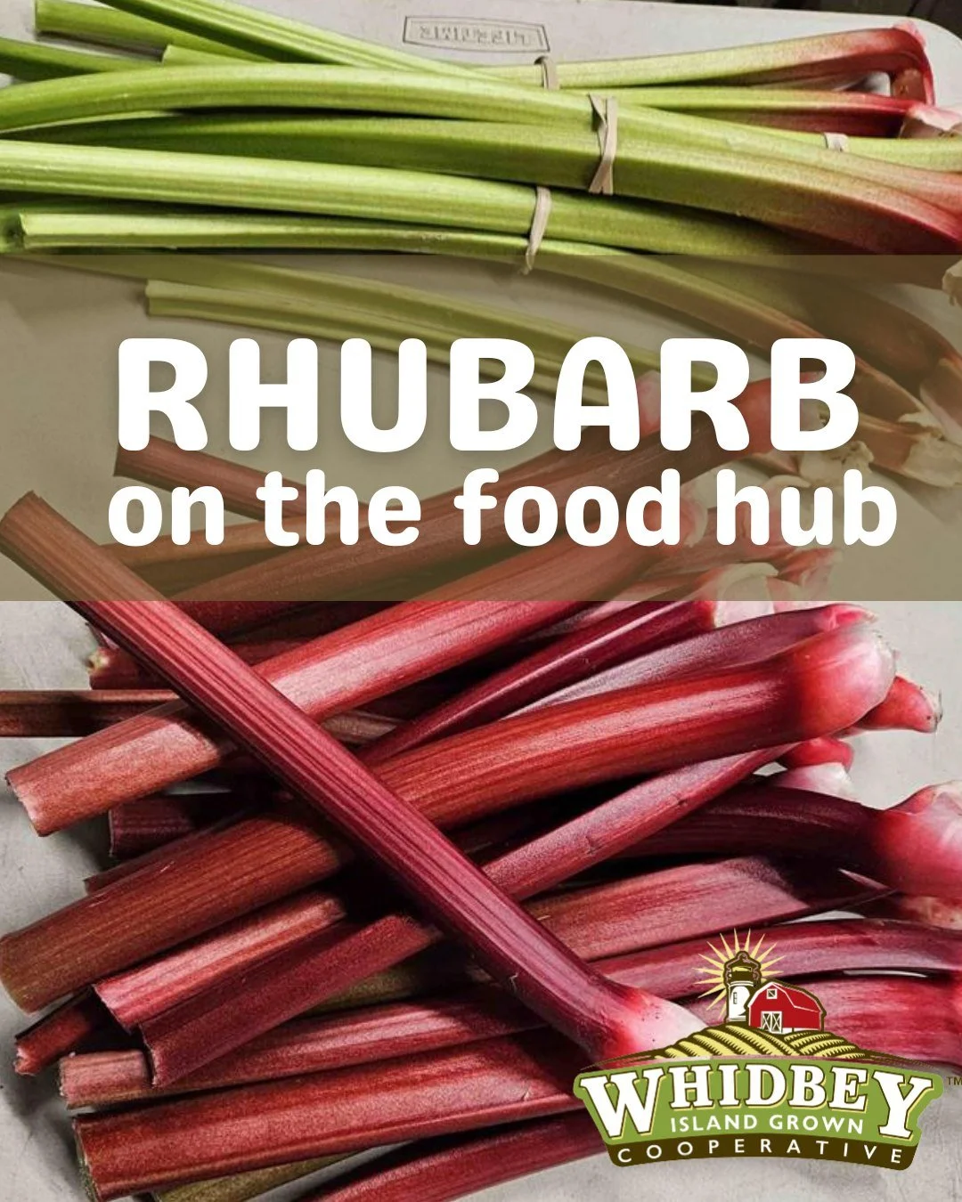 Fresh rhubarb from @one_willow_farm_wa is available &mdash; tart, vibrant, and ready for everything from simple compotes to weekend baking projects. Simmer chopped rhubarb for 15 minutes with a little sugar for an easy spring treat, or fold it into c