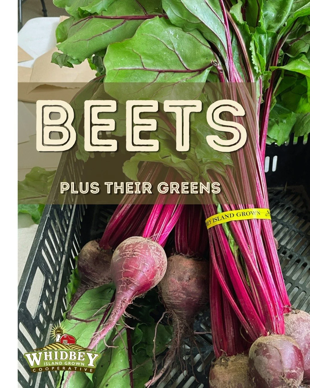 Today, Shannon snapped this photo of beets on their way into customer pickup bags in Langley. If you missed ordering beets, there are more available - order by Tuesday

Beets are a full package produce &mdash; sweet roots plus tender nutritious green