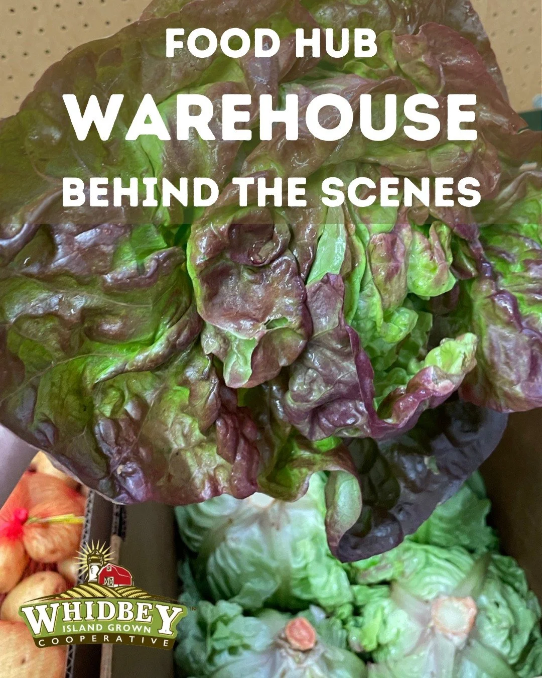 Every Thursday and Friday at the Food Hub distribution center at the Fairgrounds in Langley, there&rsquo;s an ongoing box reveal. Deliveries arrive from farmers and producers across the island, and Food Hub packers get to discover what&rsquo;s inside