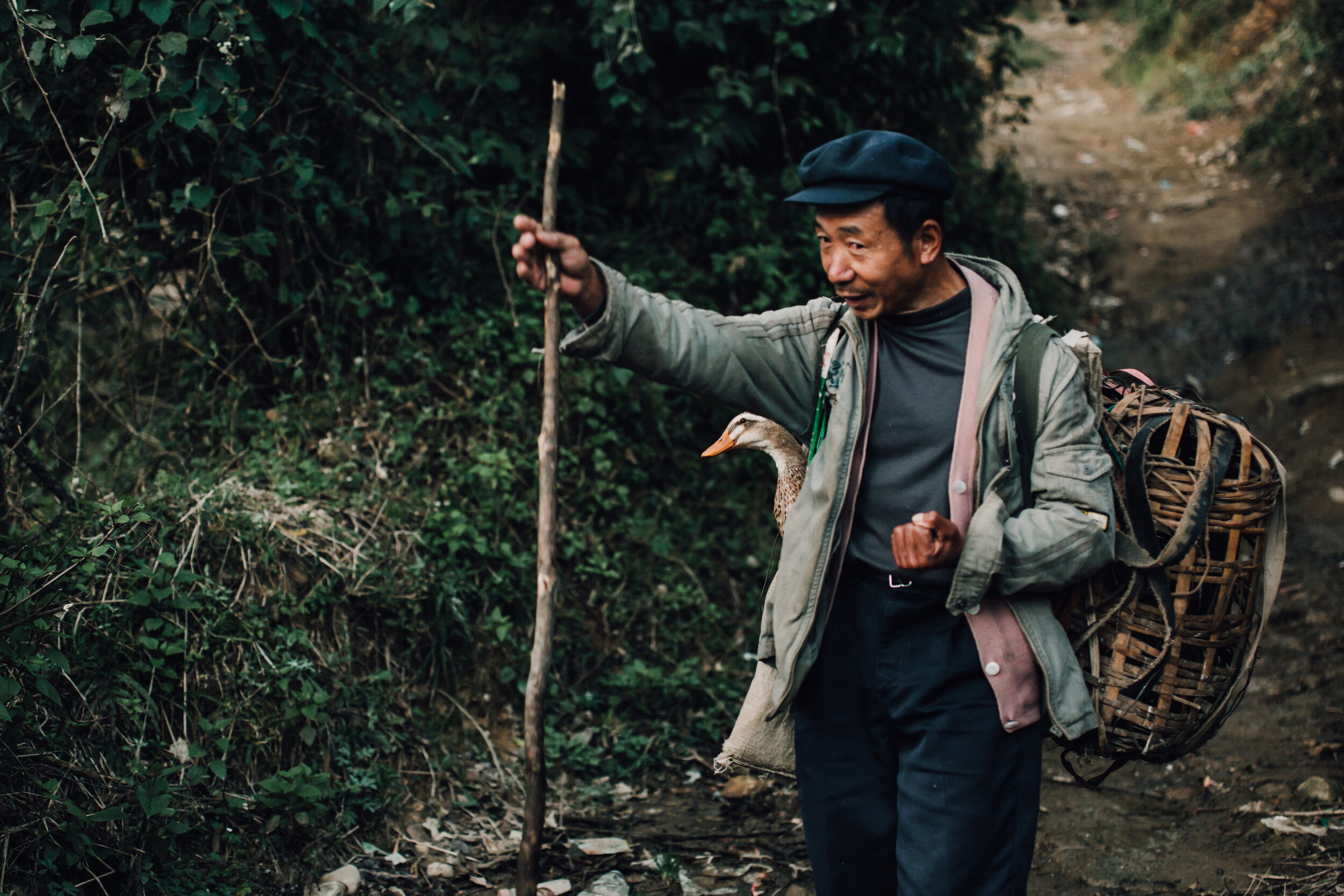 ducks-walking-farmer-old-man-china-yunnan-province-traditional-organic