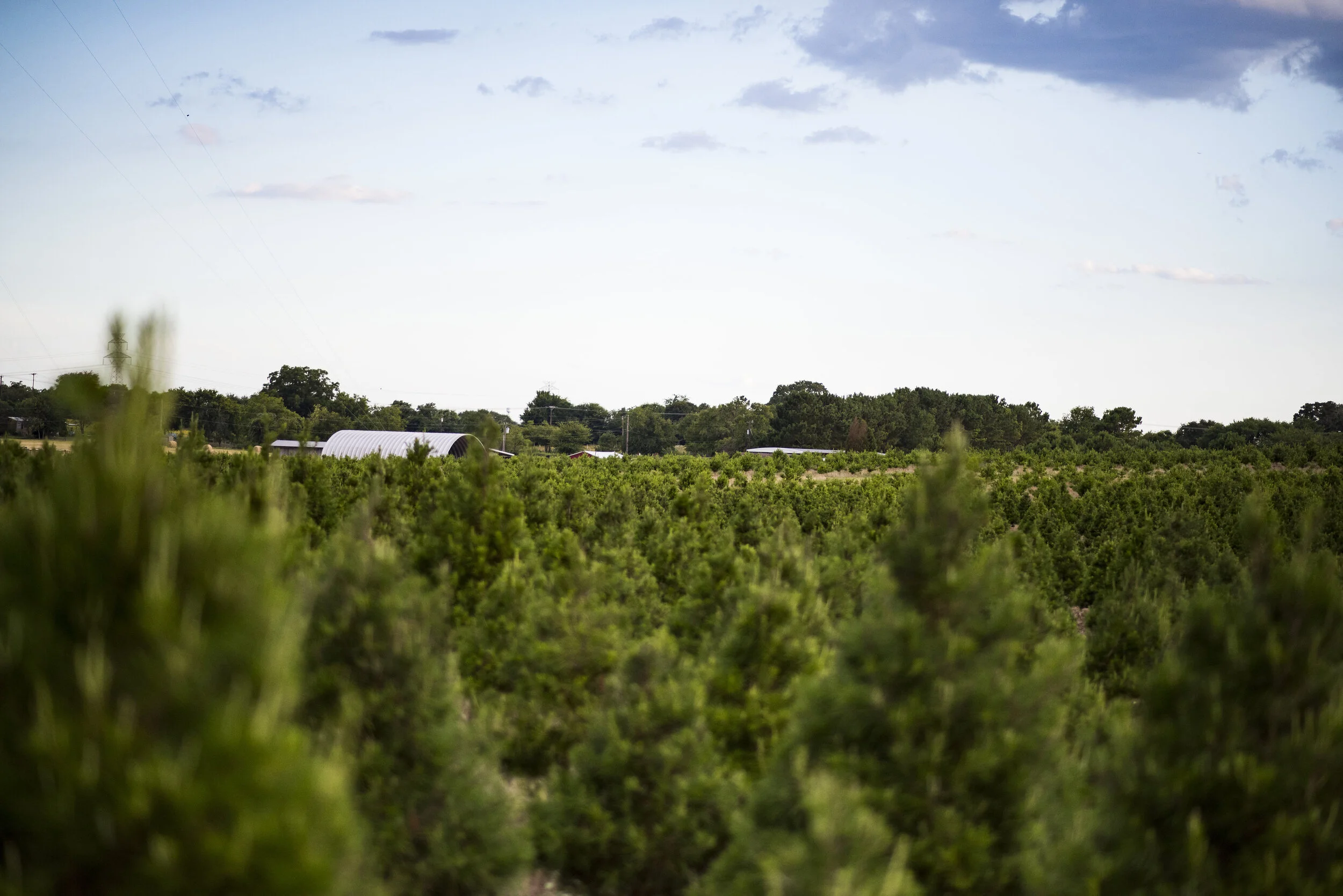 Elgin CHRISTmas Tree Farm
