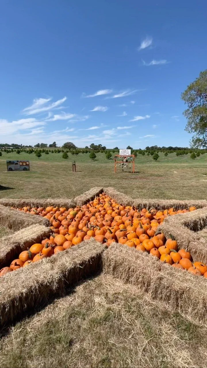 Elgin CHRISTmas Tree Farm