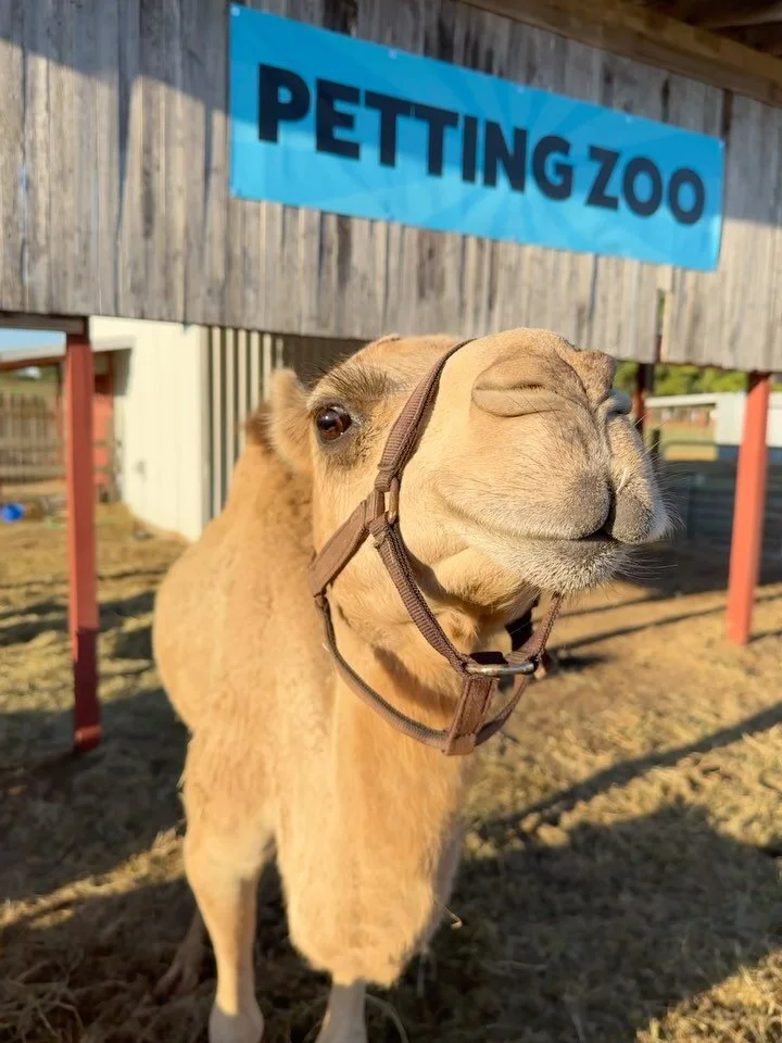 Elgin CHRISTmas Tree Farm