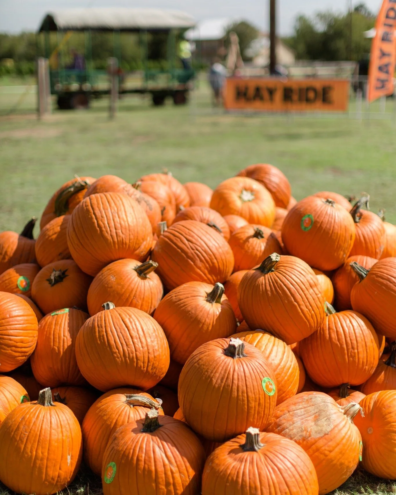 Elgin CHRISTmas Tree Farm