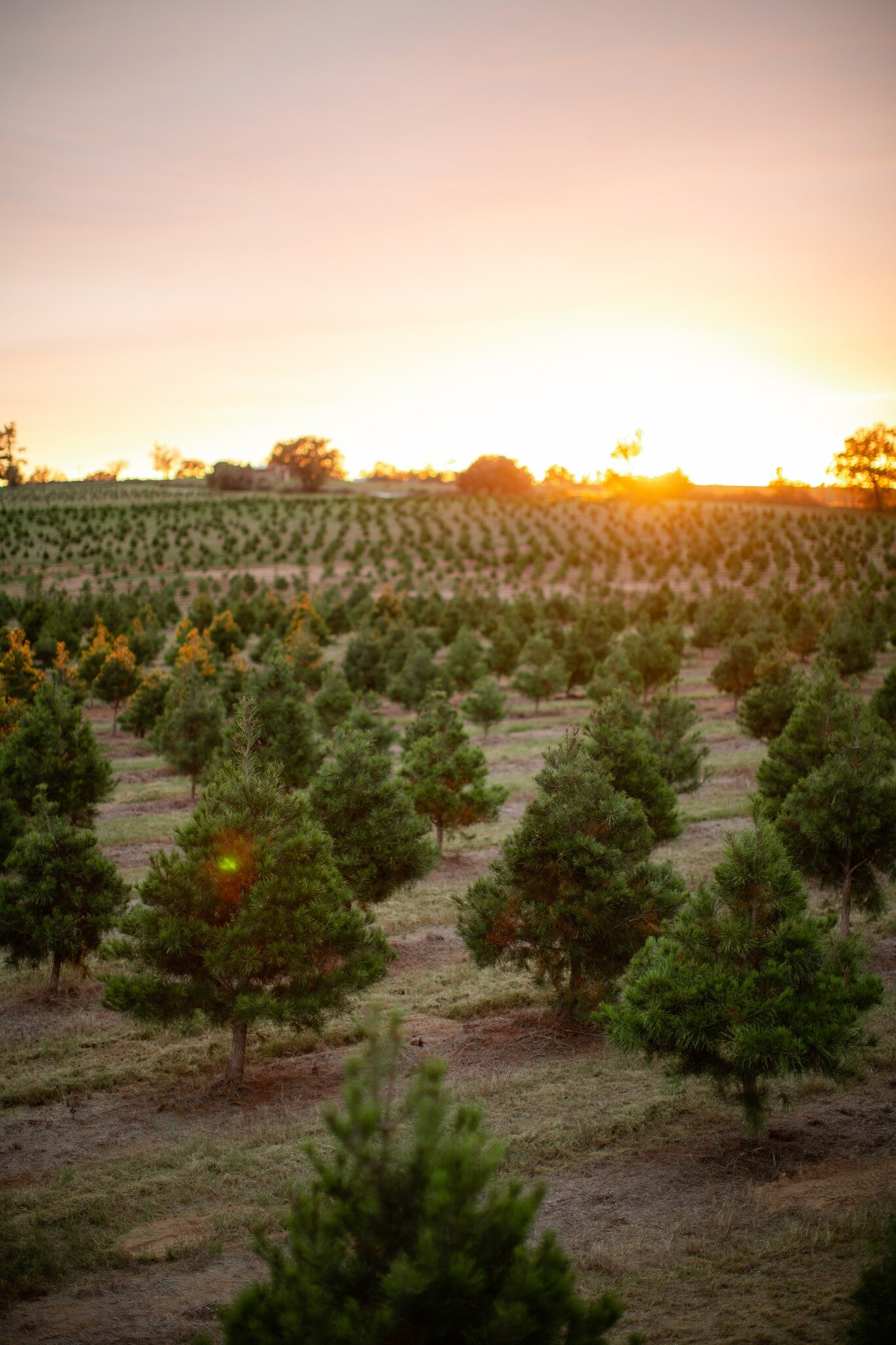 God was really showing off last night 🌅 We hope you all had a great Thanksgiving! We're ready to see y'all TODAY 9am-5:30pm!

🪚 Choose + cut your own pine tree
🌲 Browse our selection of pre-cut fir and spruce, kept fresh in water
🚂 Purchase ticke