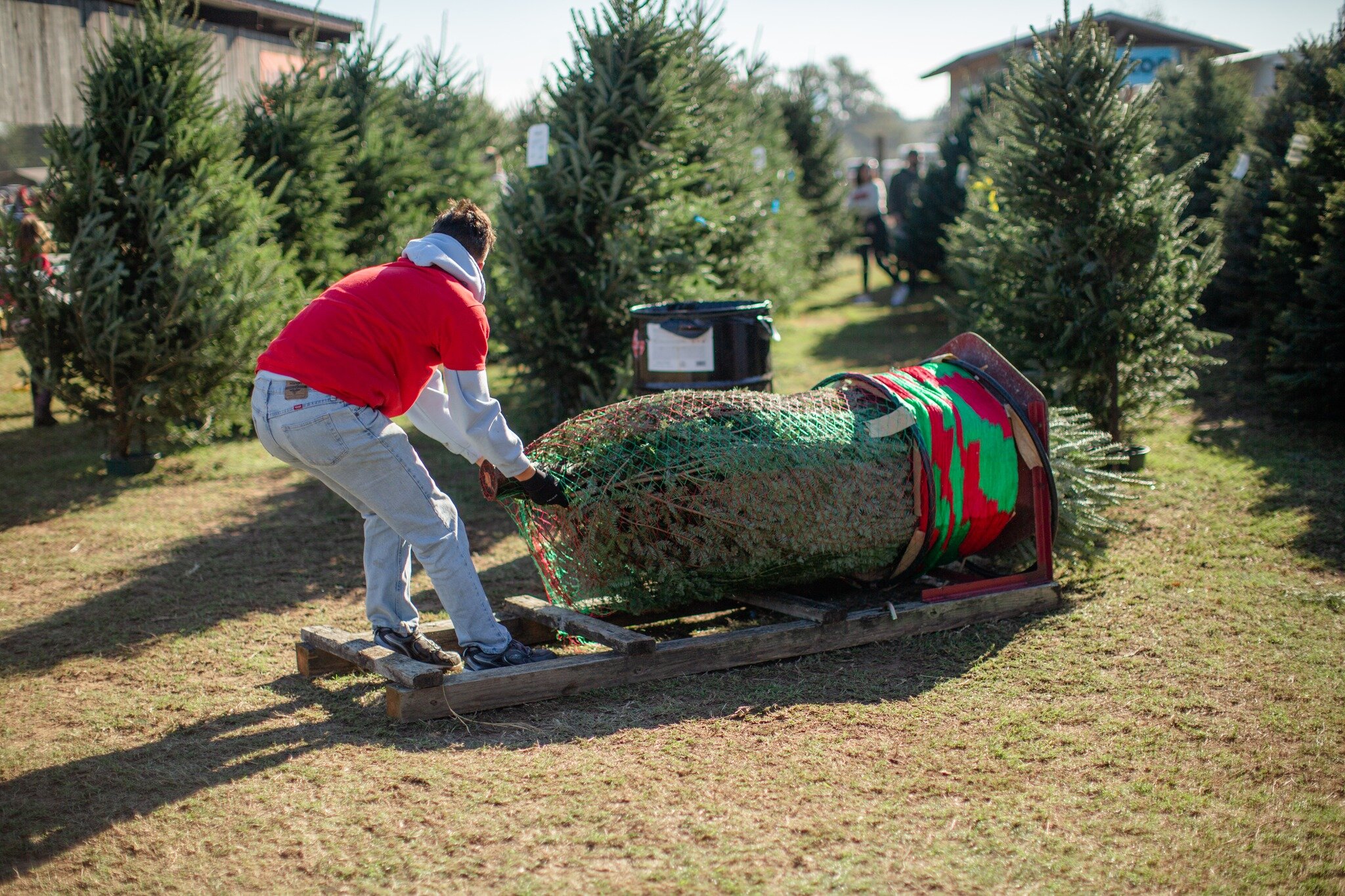 ❗️𝙵𝙸𝙽𝙰𝙻 𝚆𝙴𝙴𝙺 𝙾𝙵 𝚃𝙷𝙴 𝚂𝙴𝙰𝚂𝙾𝙽❗️ 
Last chance to get your tree! 

🪚 Select fields are still OPEN for cutting your own pine tree (most pines available are around 4-6ft). These pines are now on SALE 20% off! 🏷 
🌲 Limited selection of