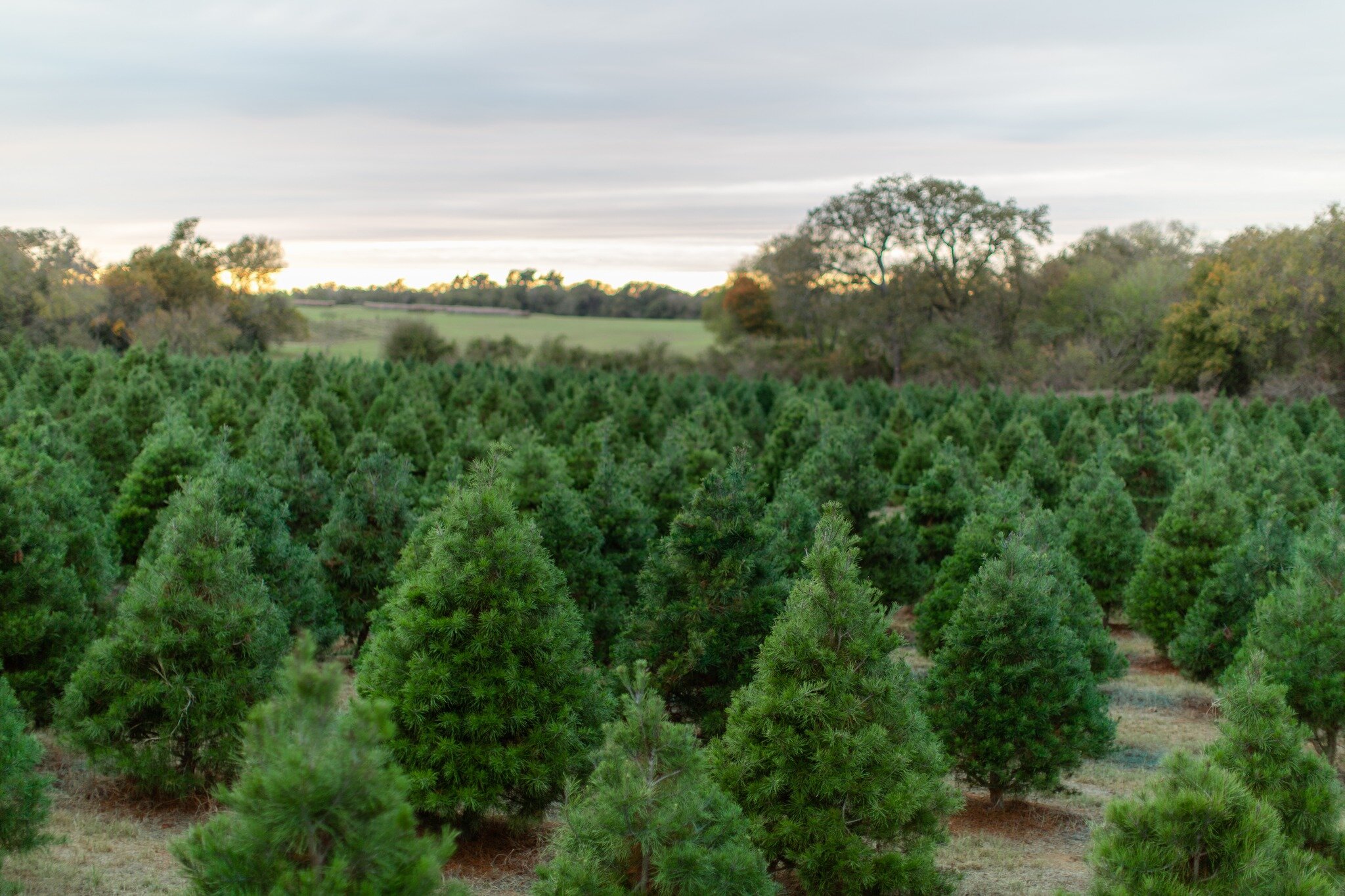 Elgin CHRISTmas Tree Farm