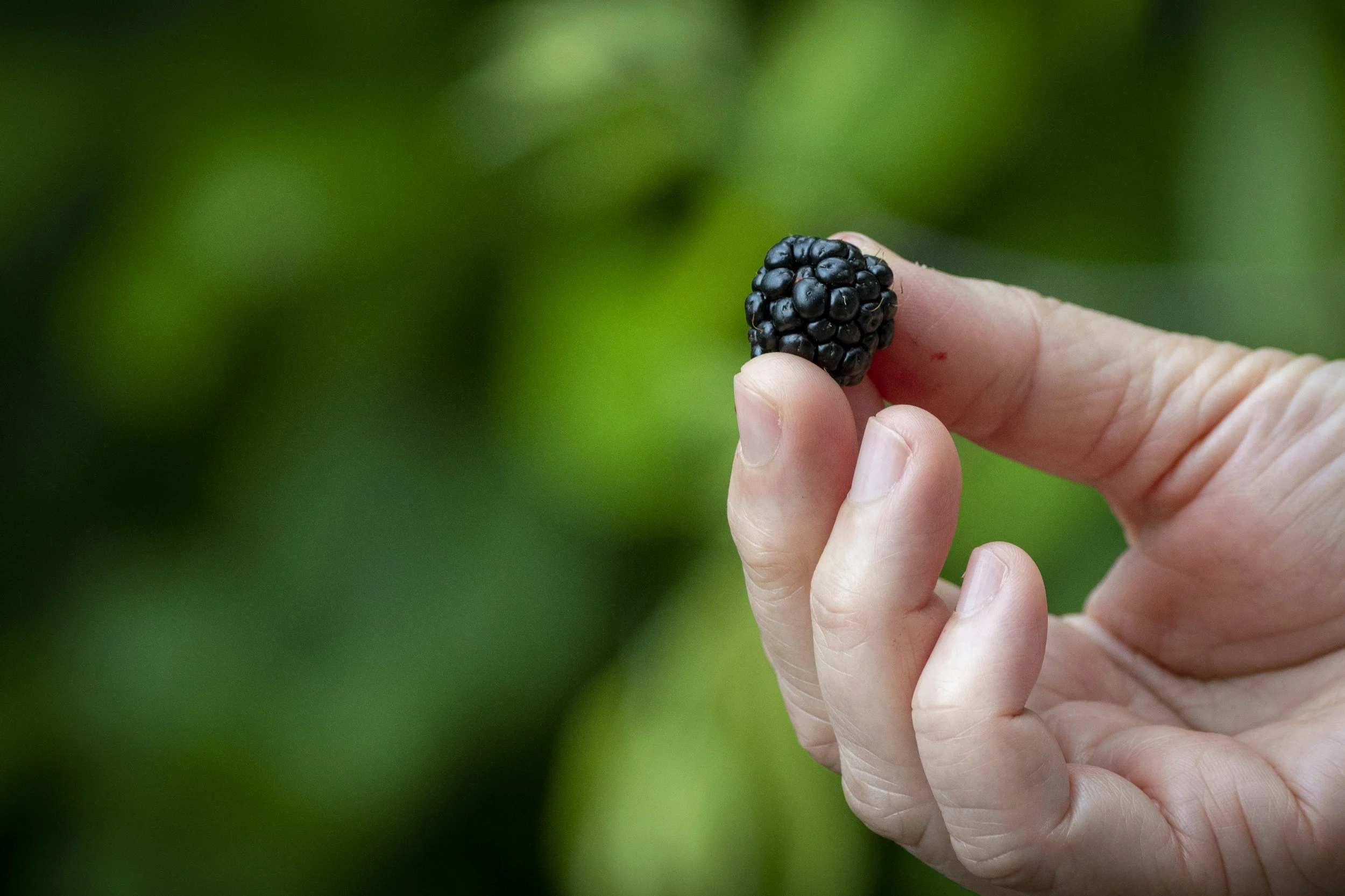 Close-up of a hand holding a ripe blackberry against a blurred green background.