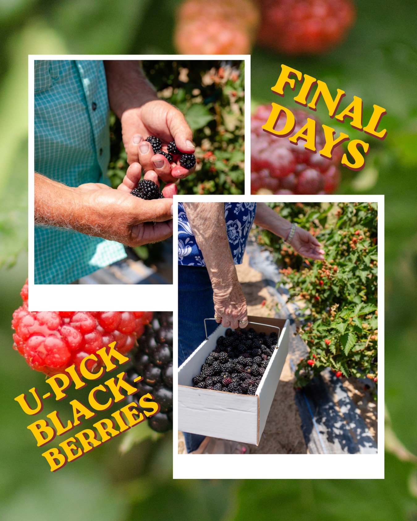 🧺🌱 These are the final days of our 2026 U-Pick blackberry season!

If you&rsquo;ve been planning to visit, now&rsquo;s the time. Come fill a bucket with fresh blackberries, enjoy a train ride, and soak up one last summer morning on the farm before 