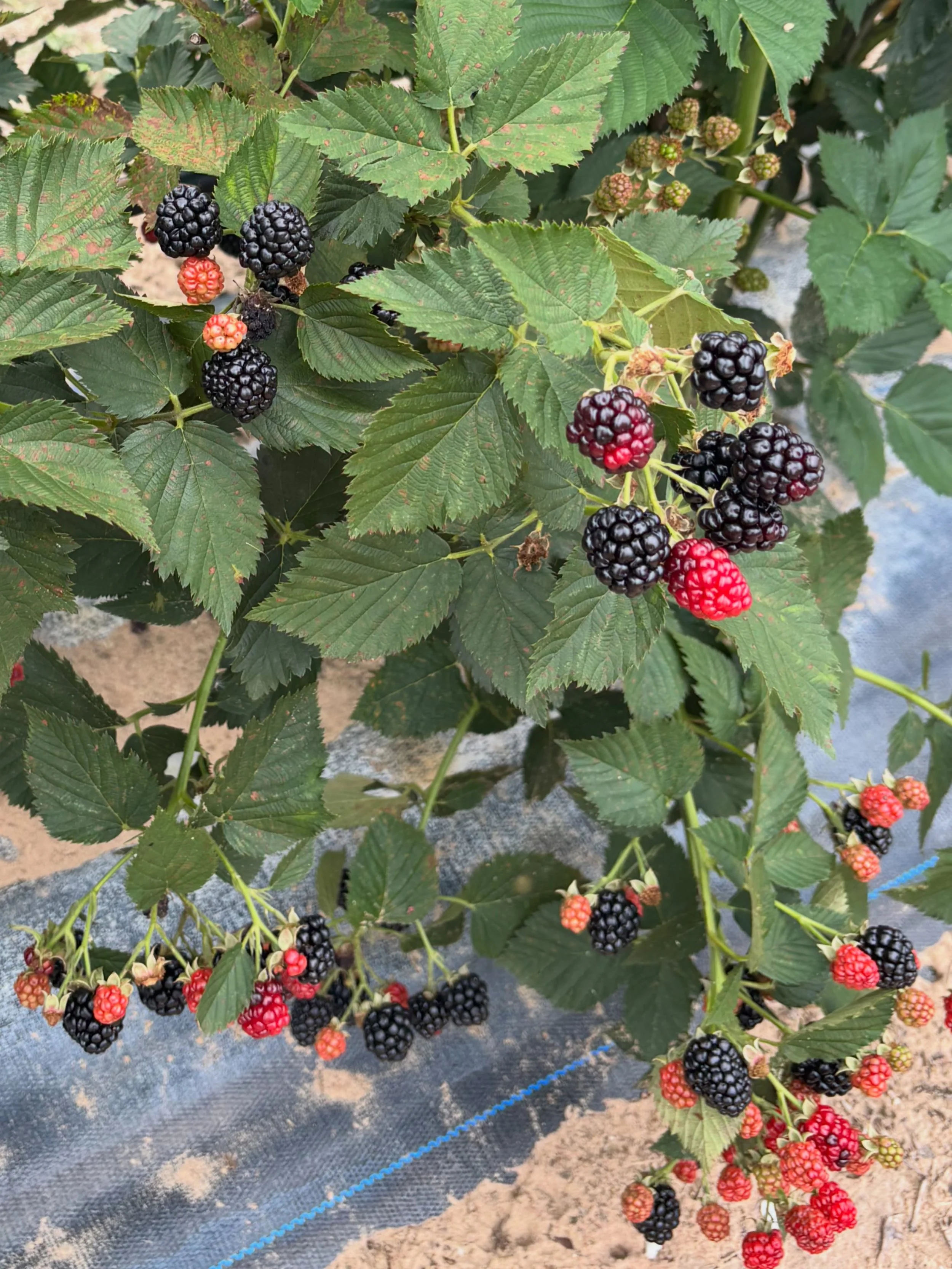 The weekend is almost here&hellip; and so is the end of blackberry season! 🫐☀️

If you&rsquo;ve been meaning to come pick fresh blackberries, now&rsquo;s the time. We expect the season to wrap up within the next few weeks, depending on how the berri
