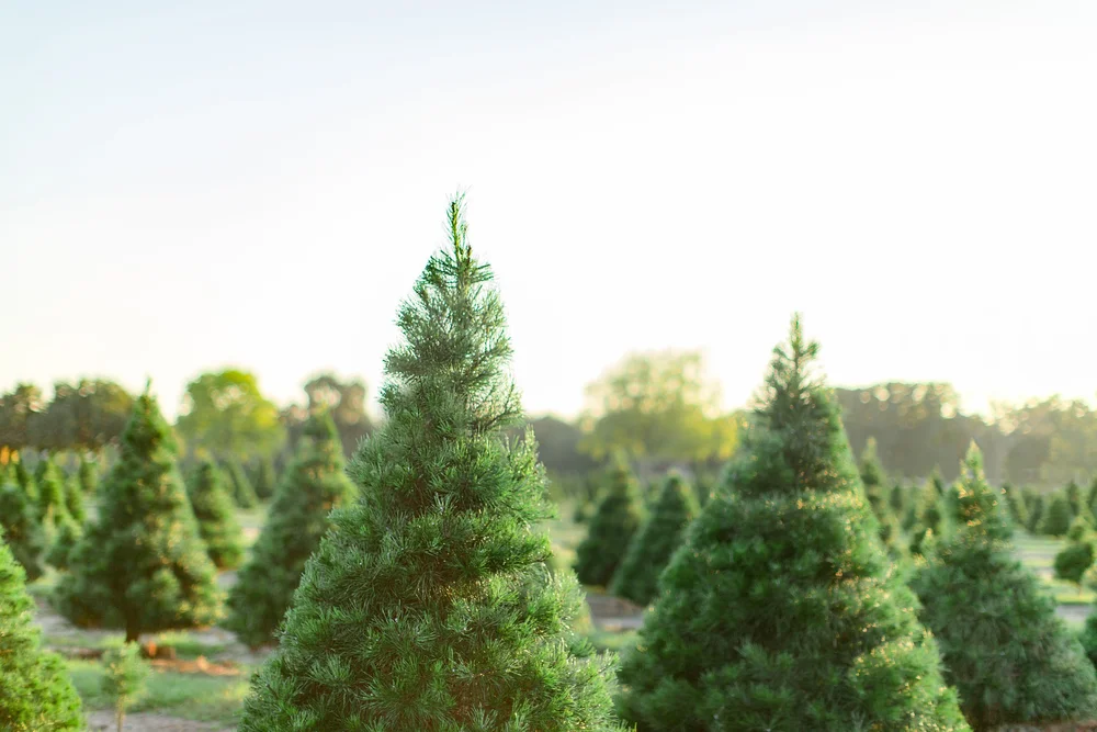 About | Visit & Experience Holiday Magic — Elgin CHRISTmas Tree Farm