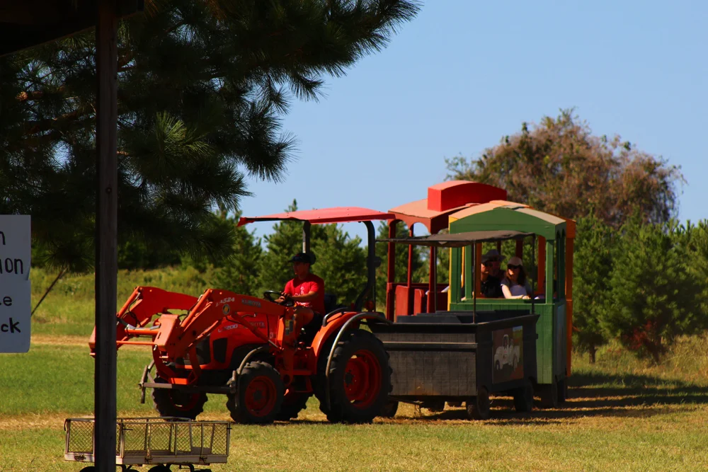 Gallery | Experience Farm Beauty—Visit Today — Elgin CHRISTmas Tree Farm