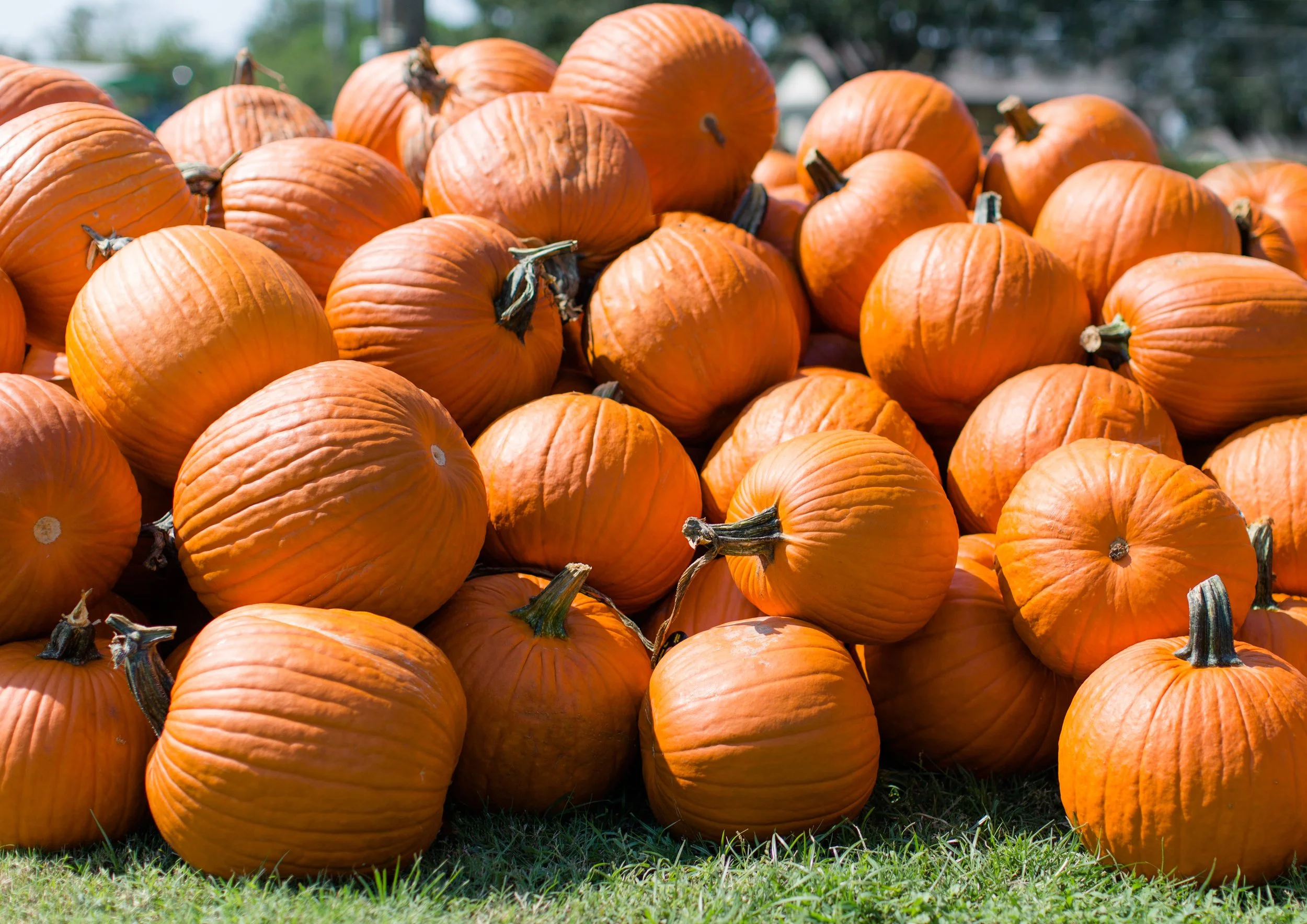 Elgin CHRISTmas Tree Farm