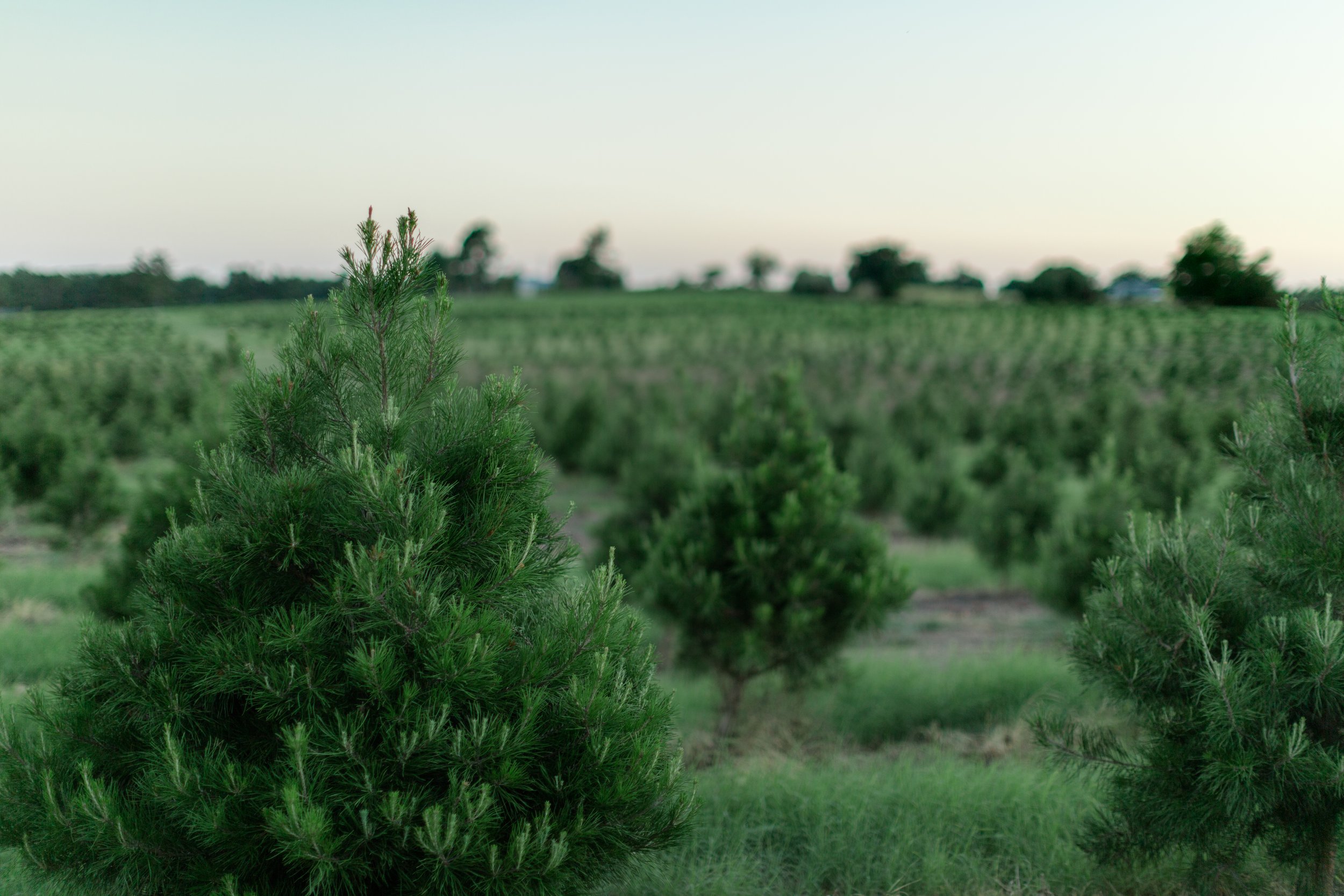Elgin CHRISTmas Tree Farm