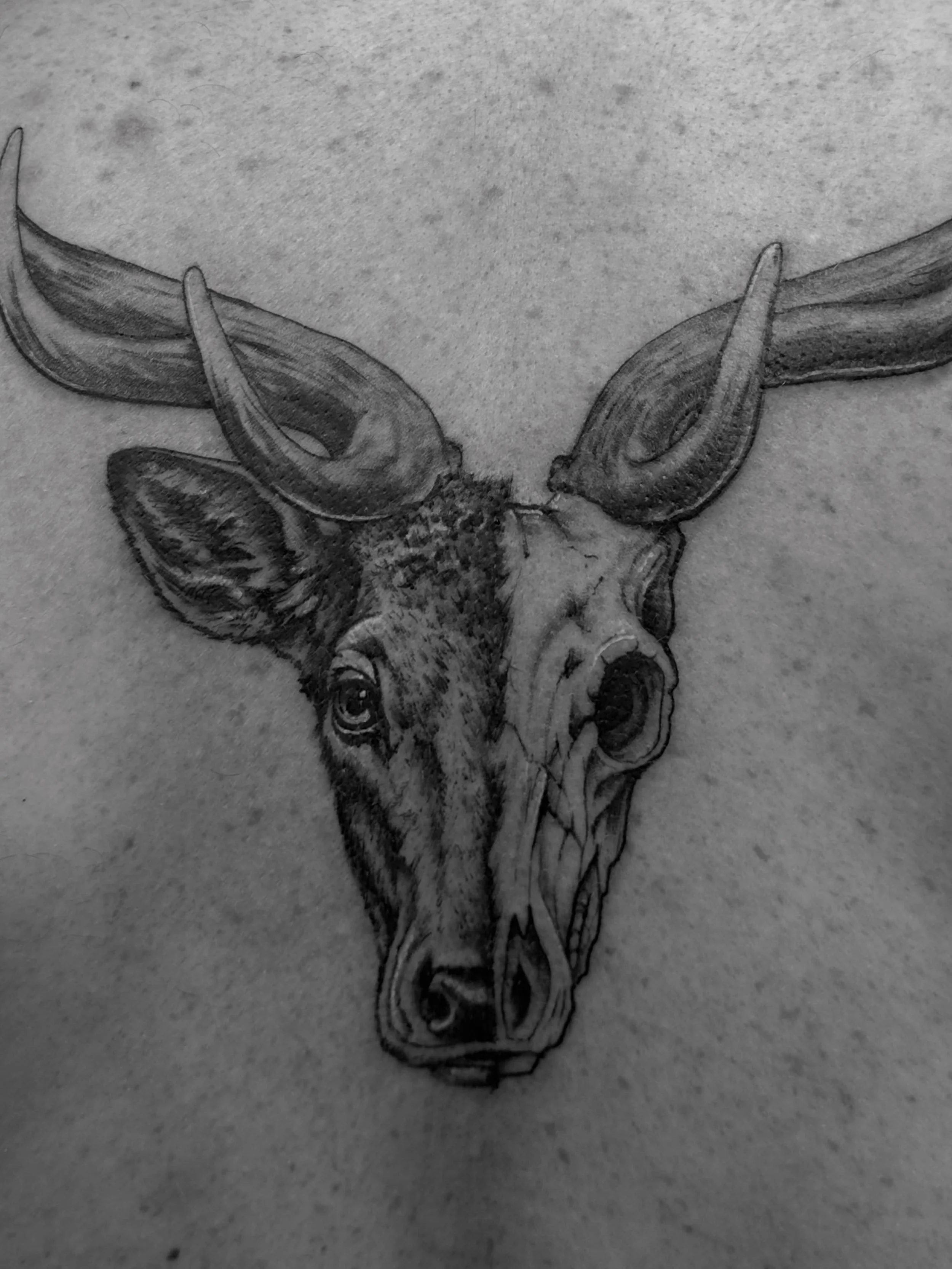 Royal Red Stag 🦌