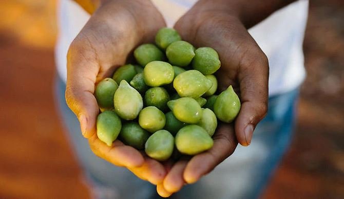 NEW TECHNOLOGY COULD HELP COMBAT INGREDIENT FRAUD IN THE NATIVE BUSH FOOD INDUSTRY