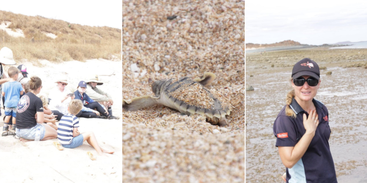 Volunteers work together to care for Pilbara turtles