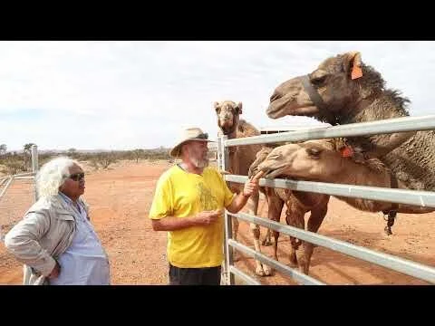 Pilbara Camel Trekking and Cultural Tours