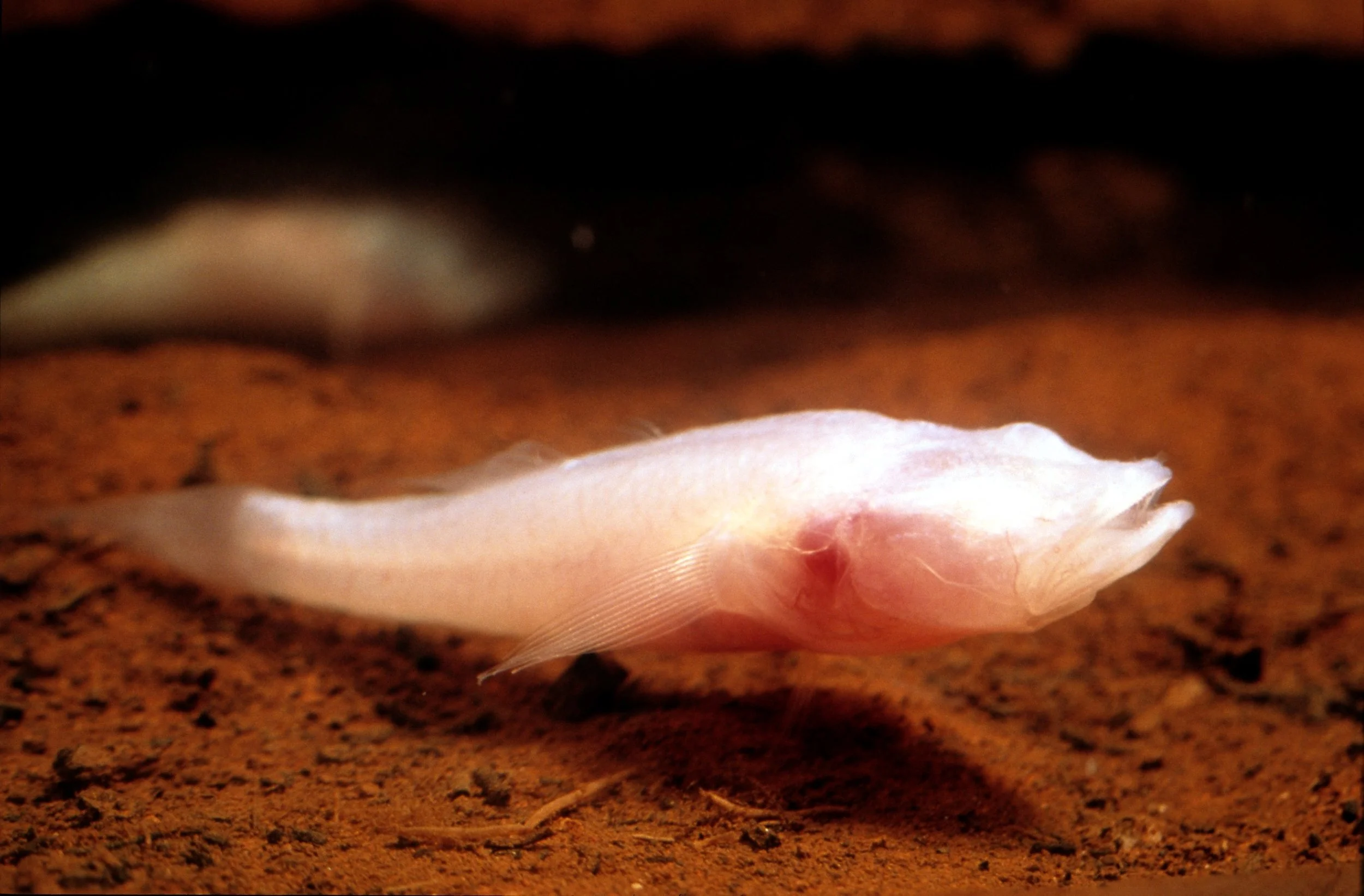 Bushfires expose extensive caves at Cape Range