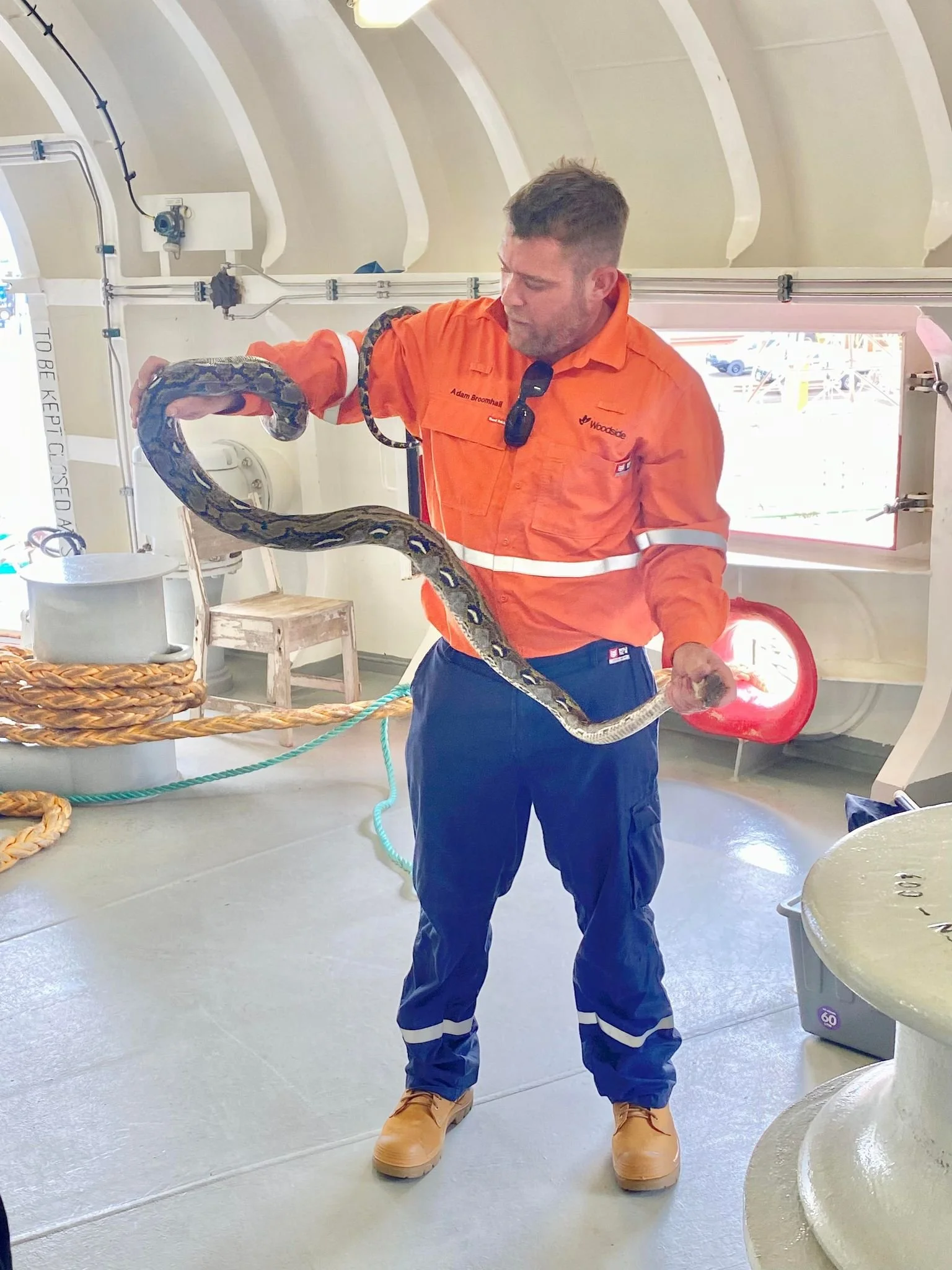 PYTHON FOUND ON SHIP DAMPIER PENINSULA