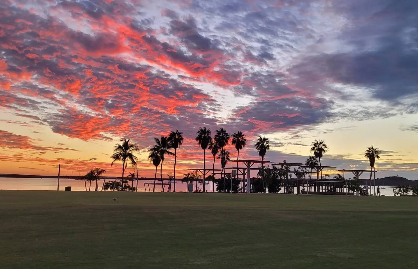 MORNING JOGGERS FIND KANGAROO CARCASSES