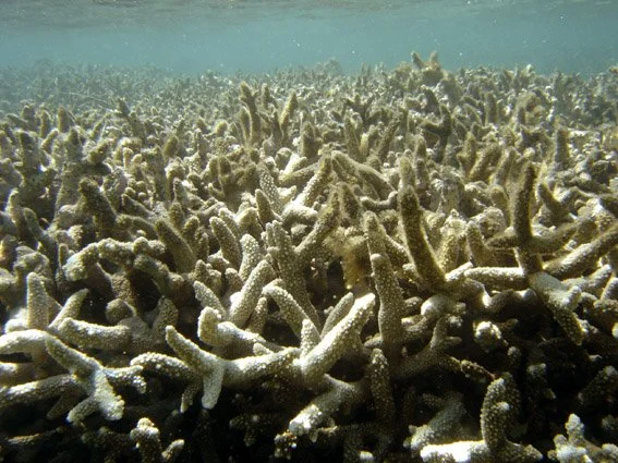 CANDIDATES URGED TO TAKE CORAL BLEACHING SERIOUSLY