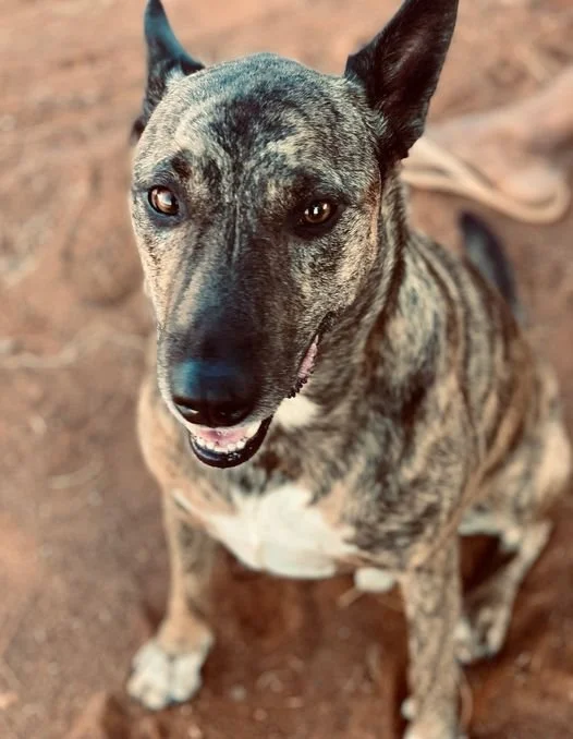 KARRATHA'S ANIMAL RESCUE HITS THE SMALL SCREEN