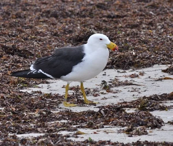 NGAARDA NEWS WEDNESDAY THE 22ND OF JUNE 2022