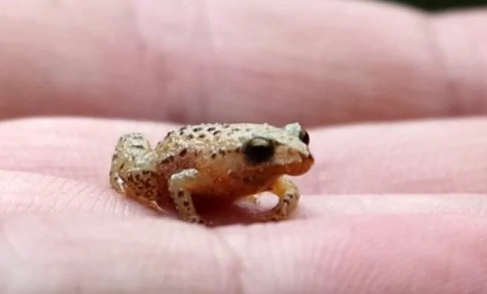 BREEDING TO SAVE RARE FROGS