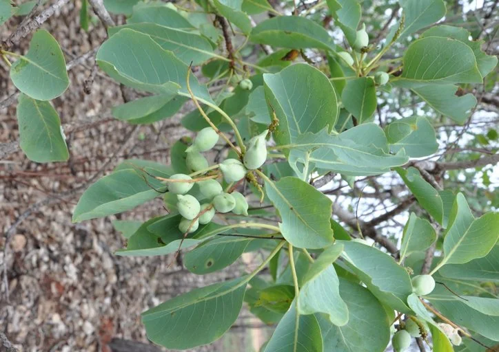 NGAARDA NEWS WEDNESDAY SEPTEMBER 14 2022