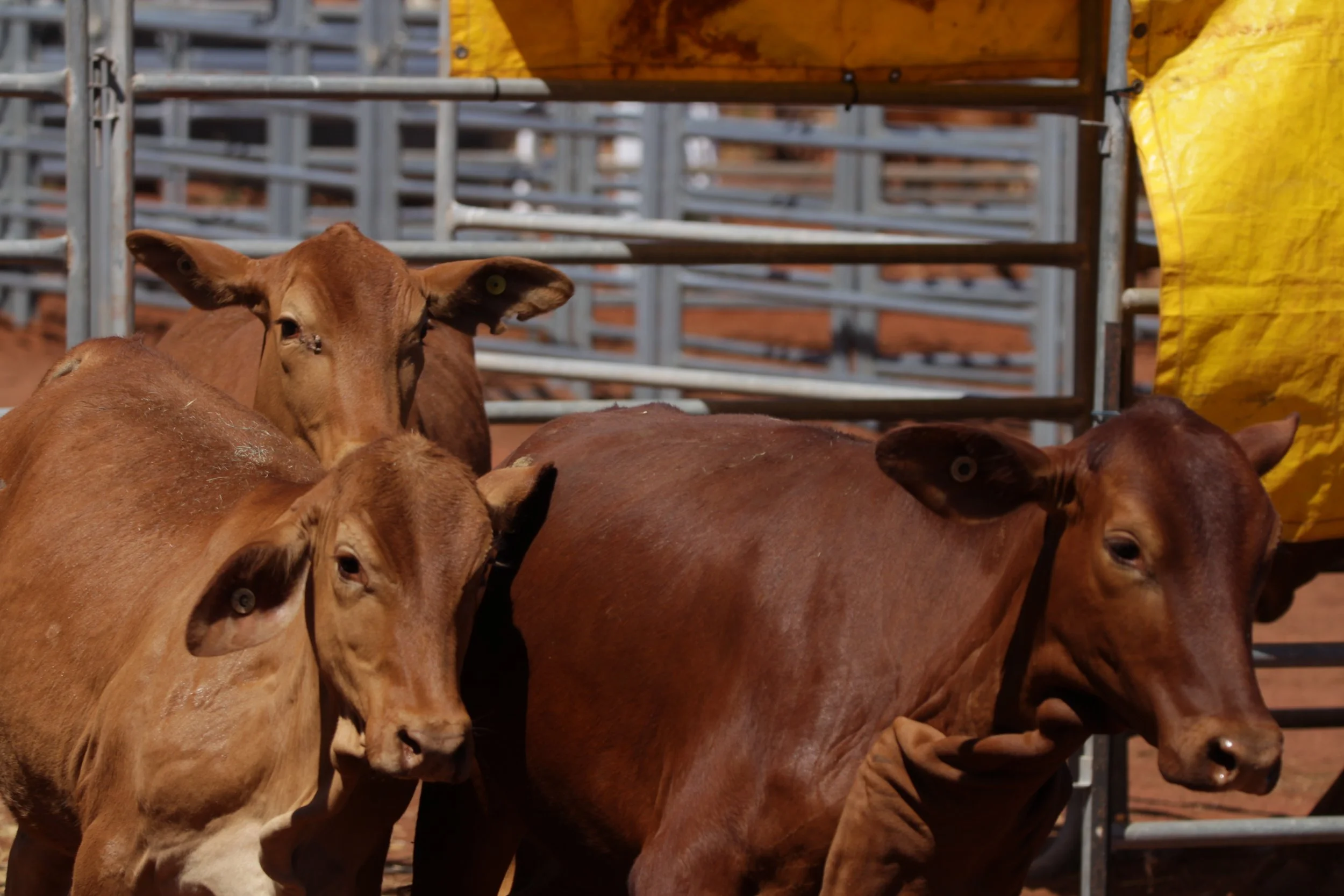 NGAARDA NEWS THURSDAY THE 21ST OF SEPTEMBER 2022