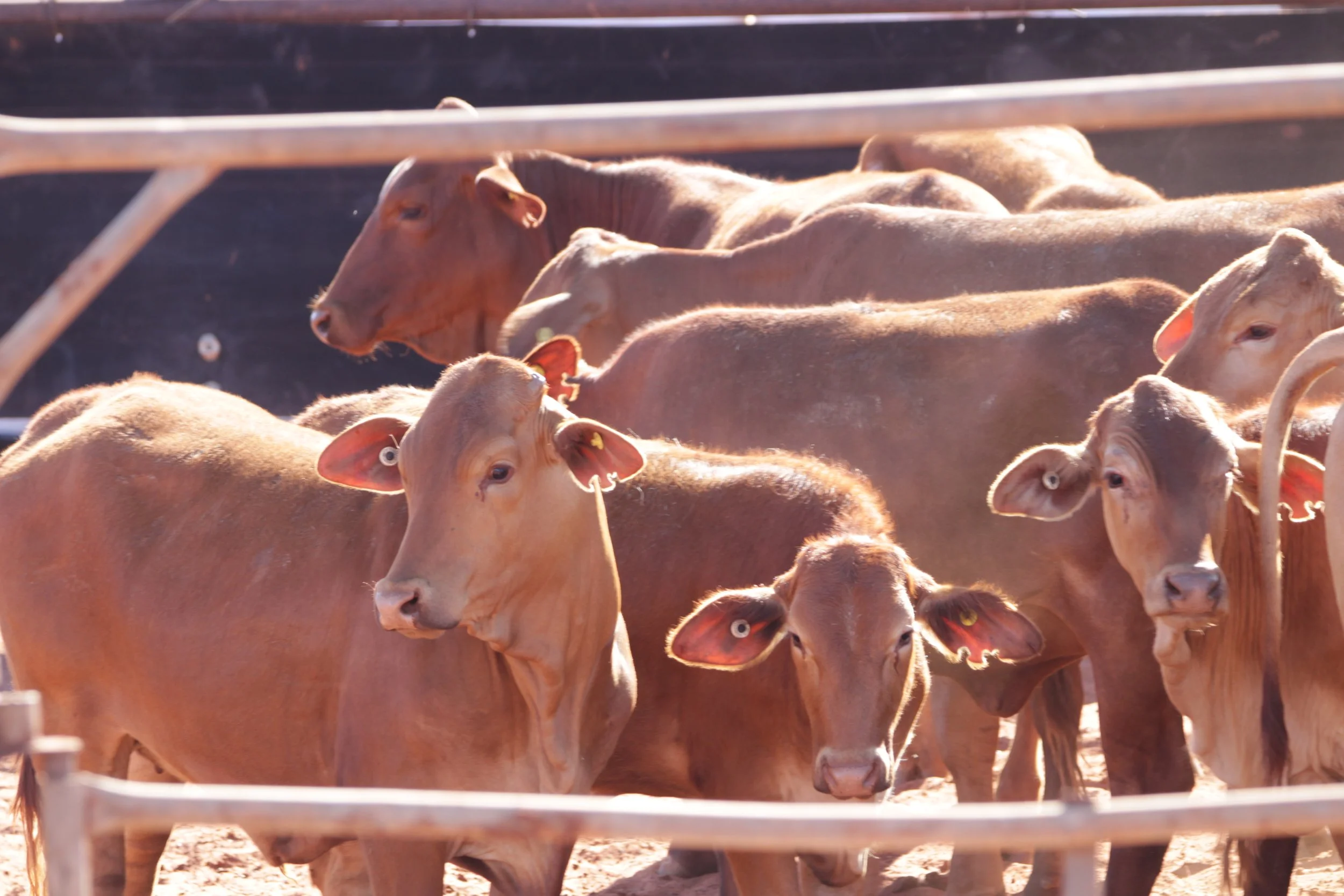 NGAARDA NEWS THURSDAY THE 29TH OF SEPTEMBER 2022