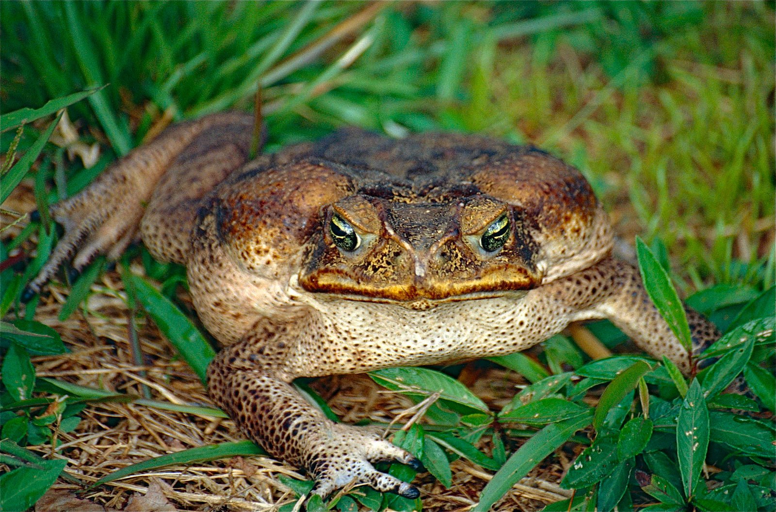 CANE TOADS MADE INTO SAUSAGES TO PROTECT WILDLIFE