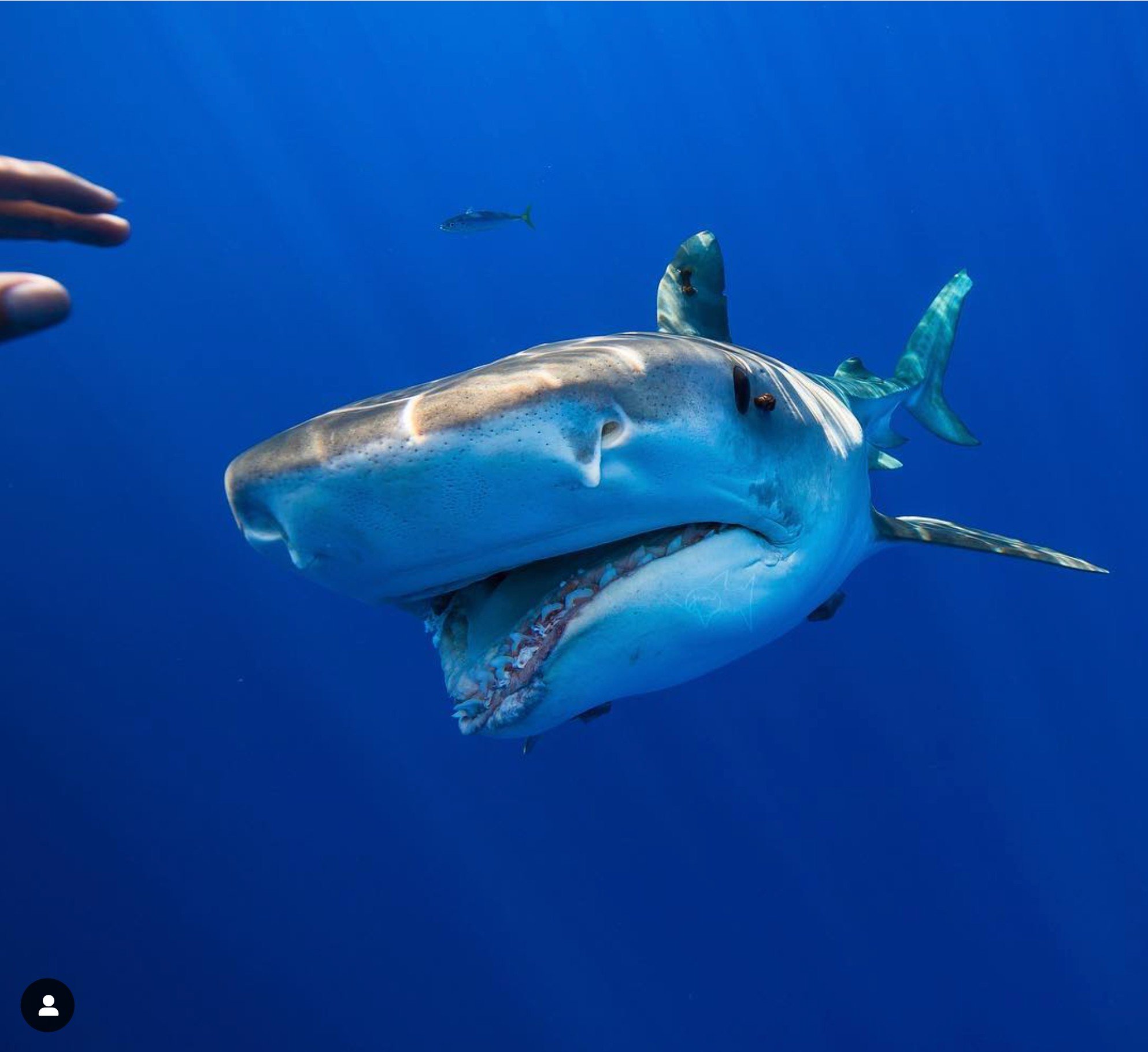 DIVERS NAME CARVED IN SHARK BODY AS SHE CAMPAIGNED TO BAN SHARK TROPHY HUNTING