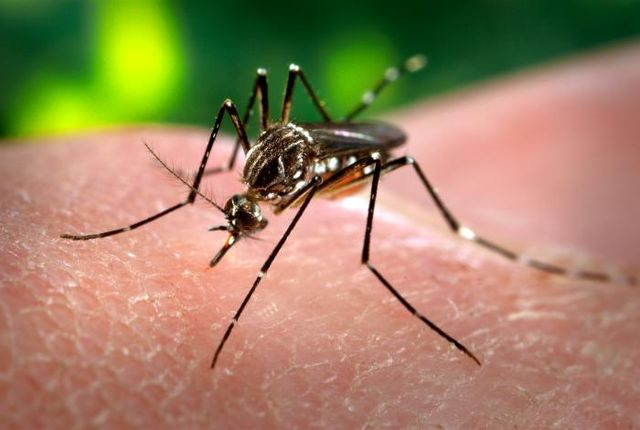 MOSQUITO VIRUS HEALTH WARNING
