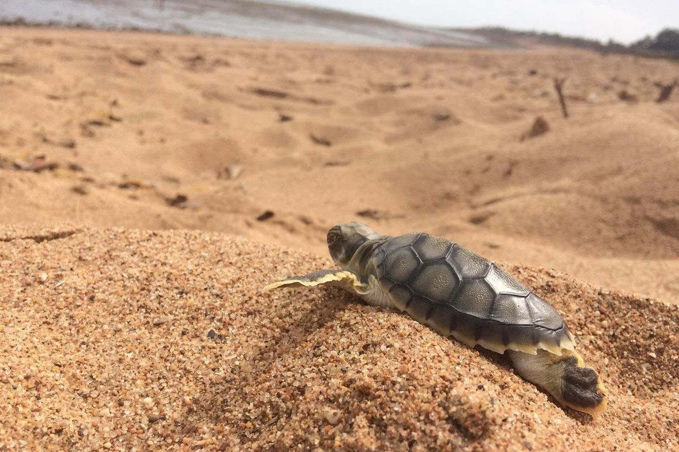 FEDERAL GOVERNMENT TO TURN DOWN LIGHT POLLUTION FOR THREATENED SPECIES