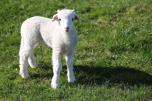 RSPCA CALLS FOR LIVE EXPORT PHASE OUT IN FIRST TERM OF GOVERNMENT&nbsp;