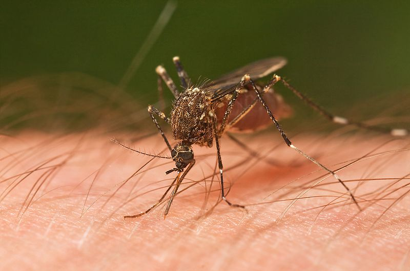 MOSQUITO WARNING AS VIRUS SPREADS ACROSS PILBARA