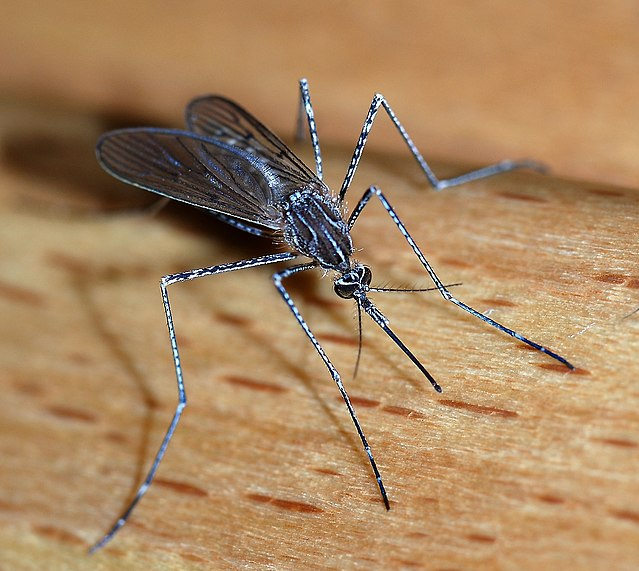 BUSH REPELENTS FOR MOSQUITO VIRUS WARNING