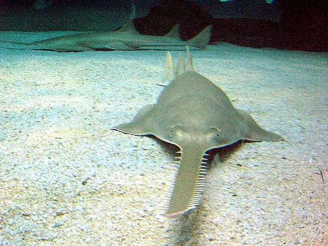 ‘TRAGIC’ SAWFISH POACHING INVESTIGATED