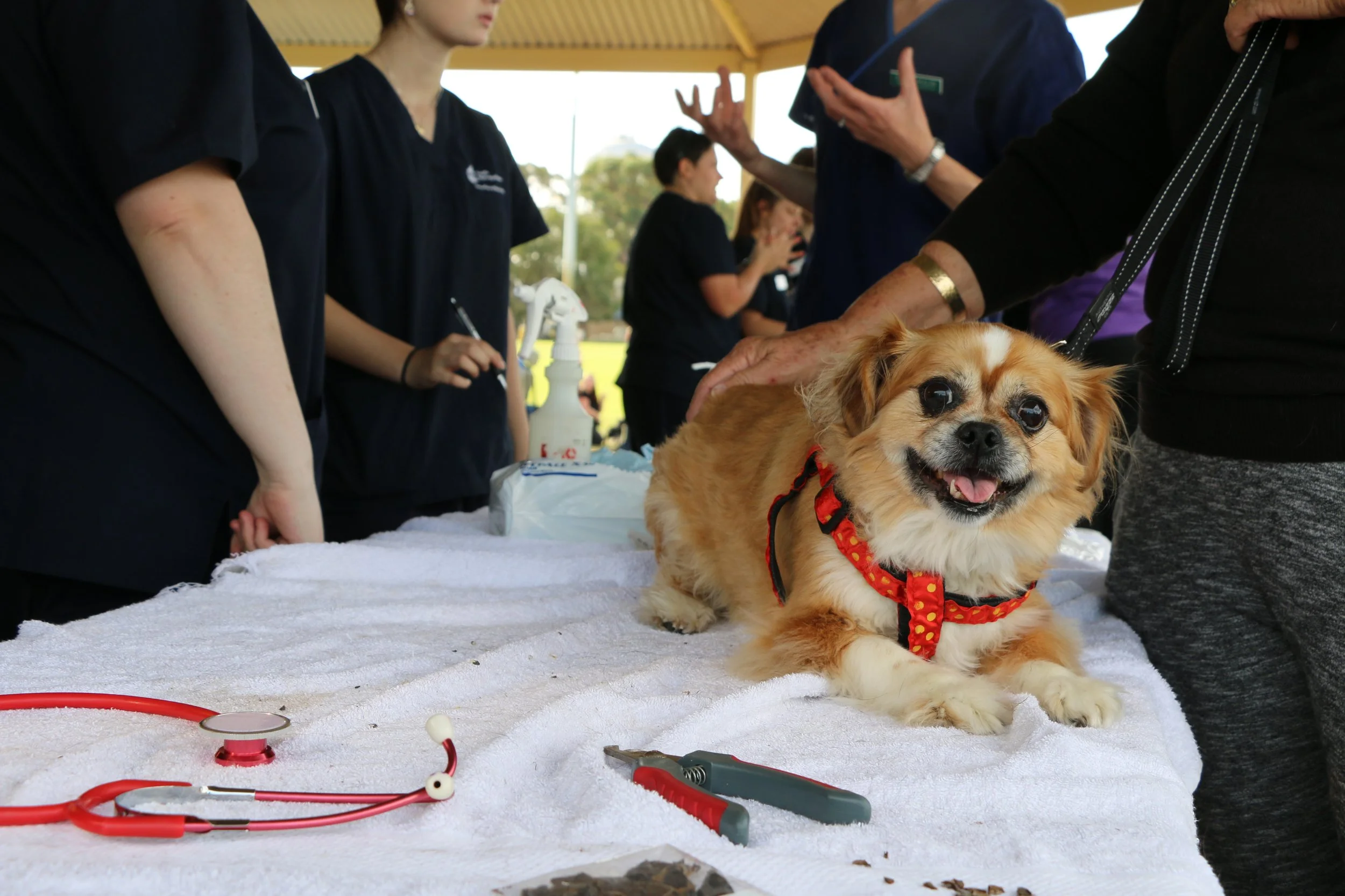 RSPCA COMMUNITY EVENT HAPPENING IN BROOME