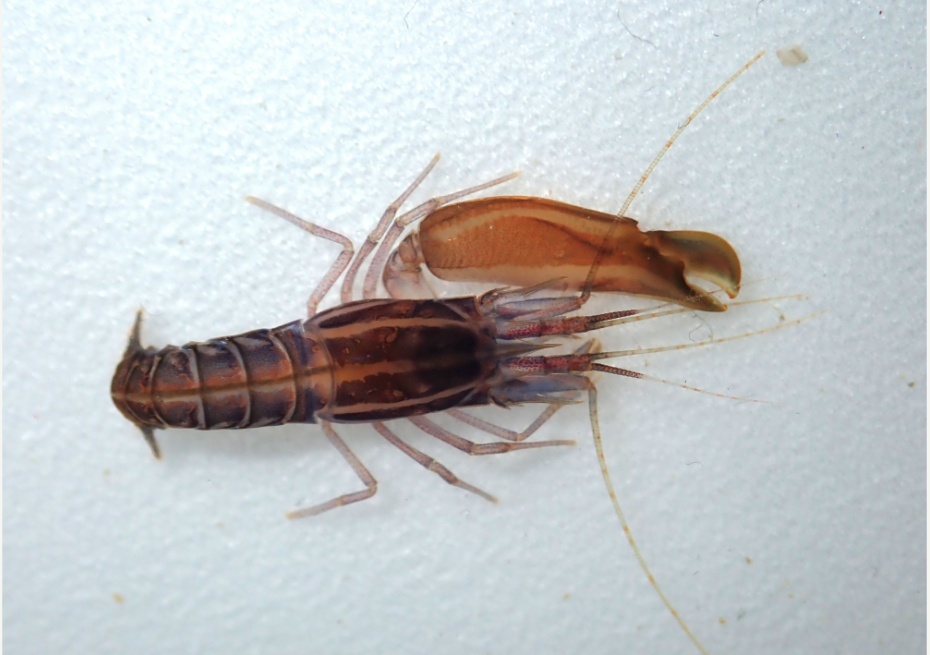 SNAPPING SHRIMP MAKE THE SOUND OF BACON FRYING 