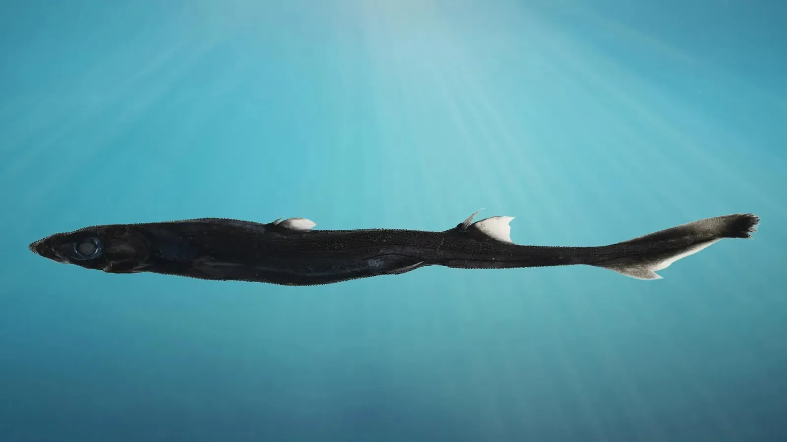 NGAARDA STATEWIDE NEWS: MONDAY 20TH OCTOBER 2025