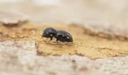 NGAARDA STATEWIDE NEWS: 10TH FEBRUARY 2026