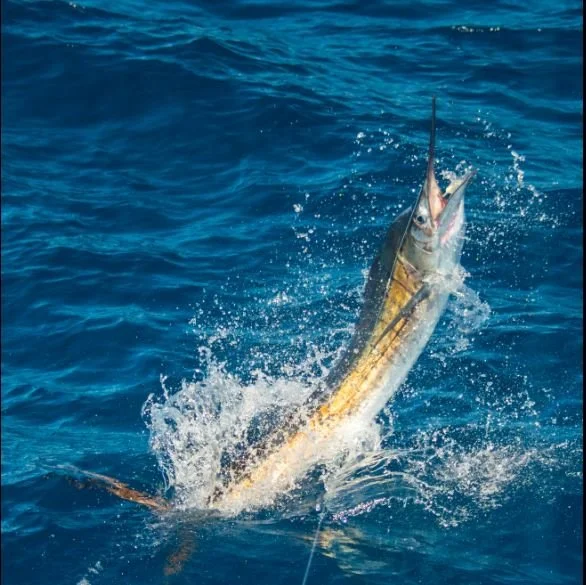 NGAARDA STATEWIDE NEWS: TUESDAY 17 MARCH 2026